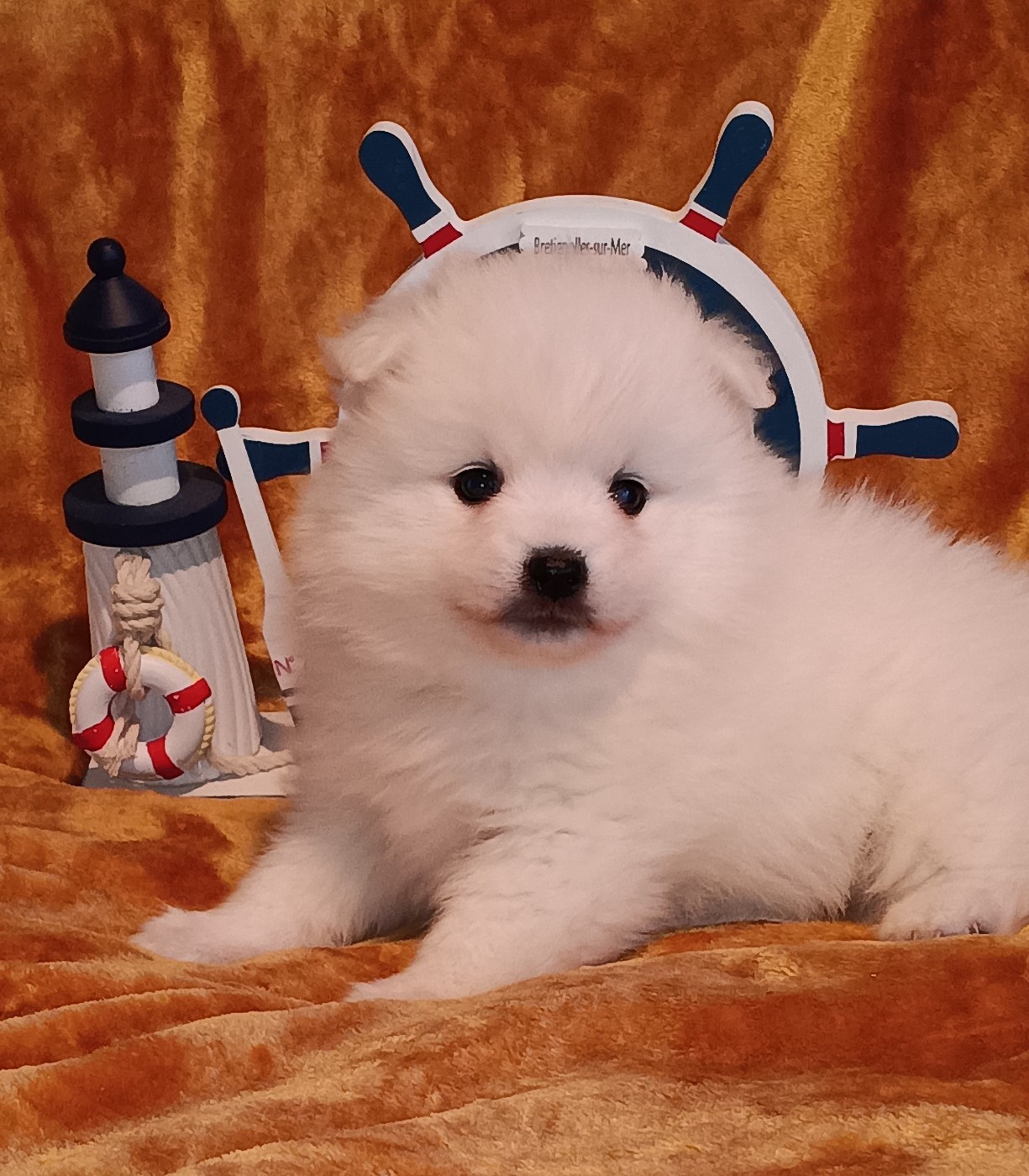 Of Fantasia Lover Land - Chiots disponibles - Spitz japonais