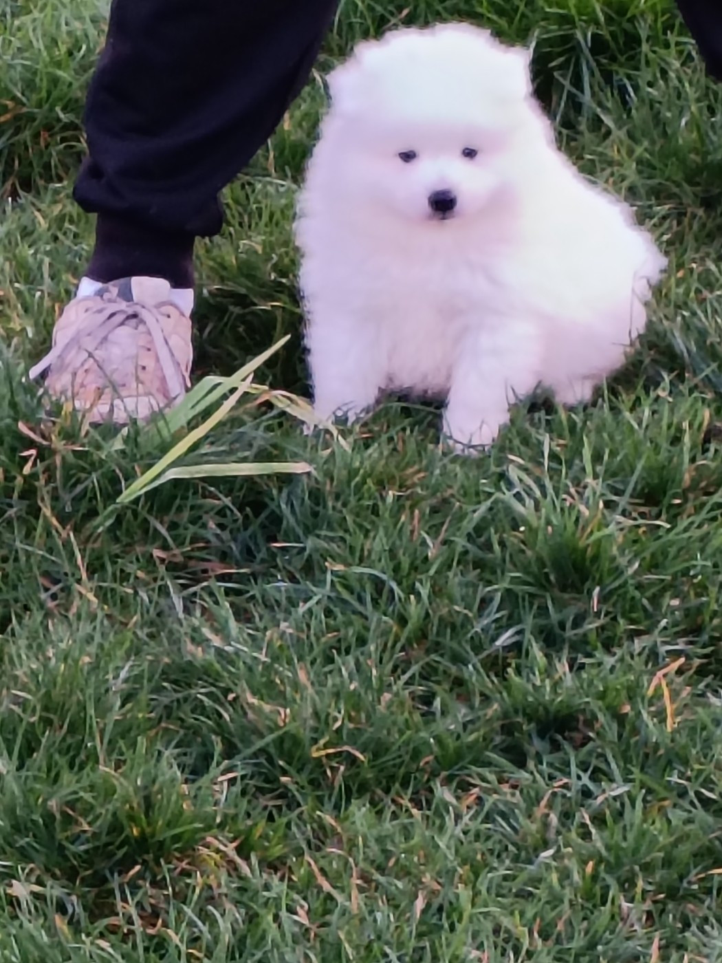 Of Fantasia Lover Land - Chiots disponibles - Spitz japonais