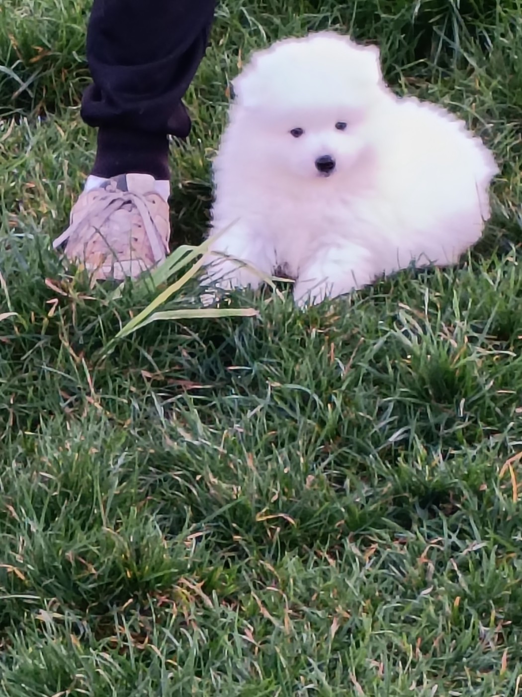 Of Fantasia Lover Land - Chiots disponibles - Spitz japonais