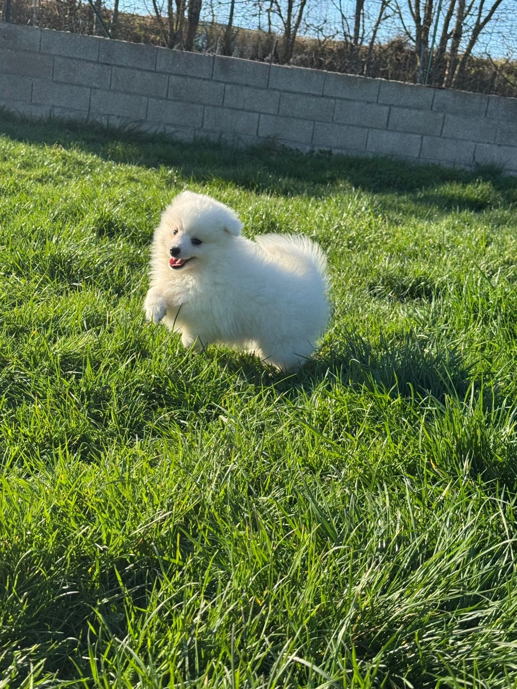 Of Fantasia Lover Land - Chiots disponibles - Spitz japonais