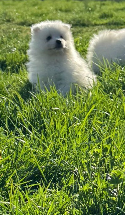 Of Fantasia Lover Land - Chiots disponibles - Spitz japonais