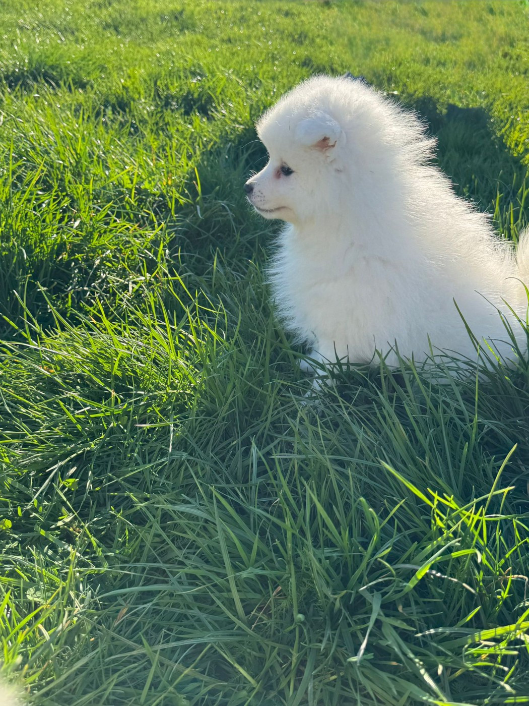 Of Fantasia Lover Land - Chiots disponibles - Spitz japonais