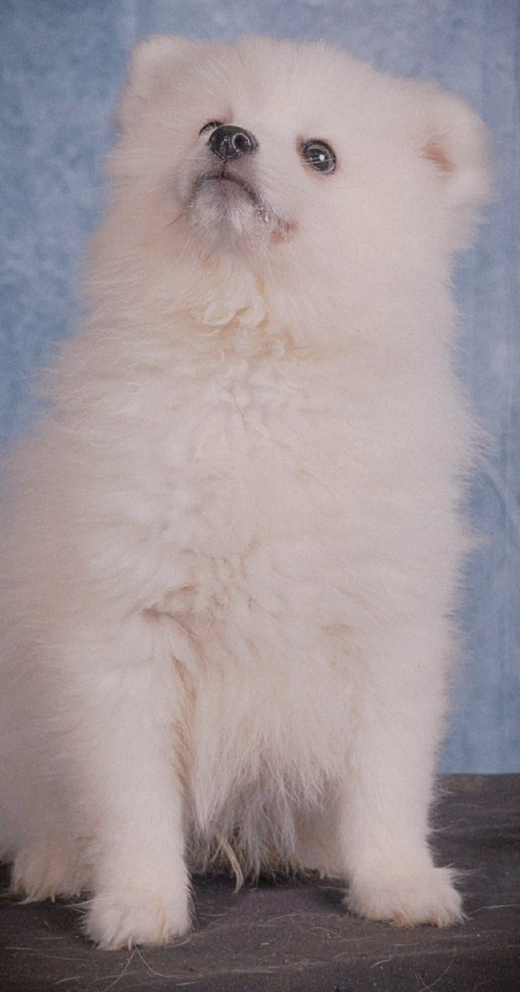 Of Fantasia Lover Land - Chiots disponibles - Spitz japonais