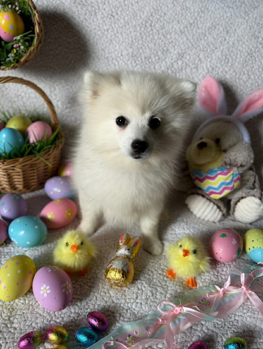 Of Fantasia Lover Land - Chiots disponibles - Spitz japonais