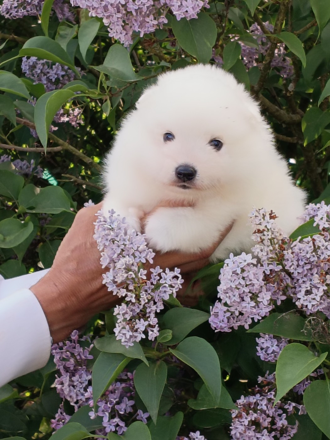 Of Fantasia Lover Land - Spitz japonais - Portée née le 17/03/2026