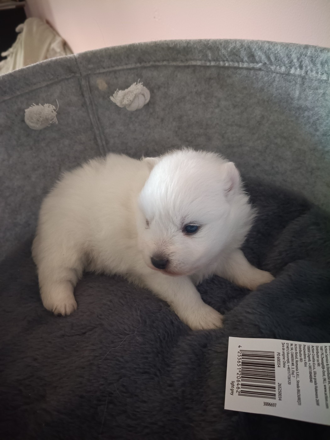 Of Fantasia Lover Land - Chiots disponibles - Spitz japonais