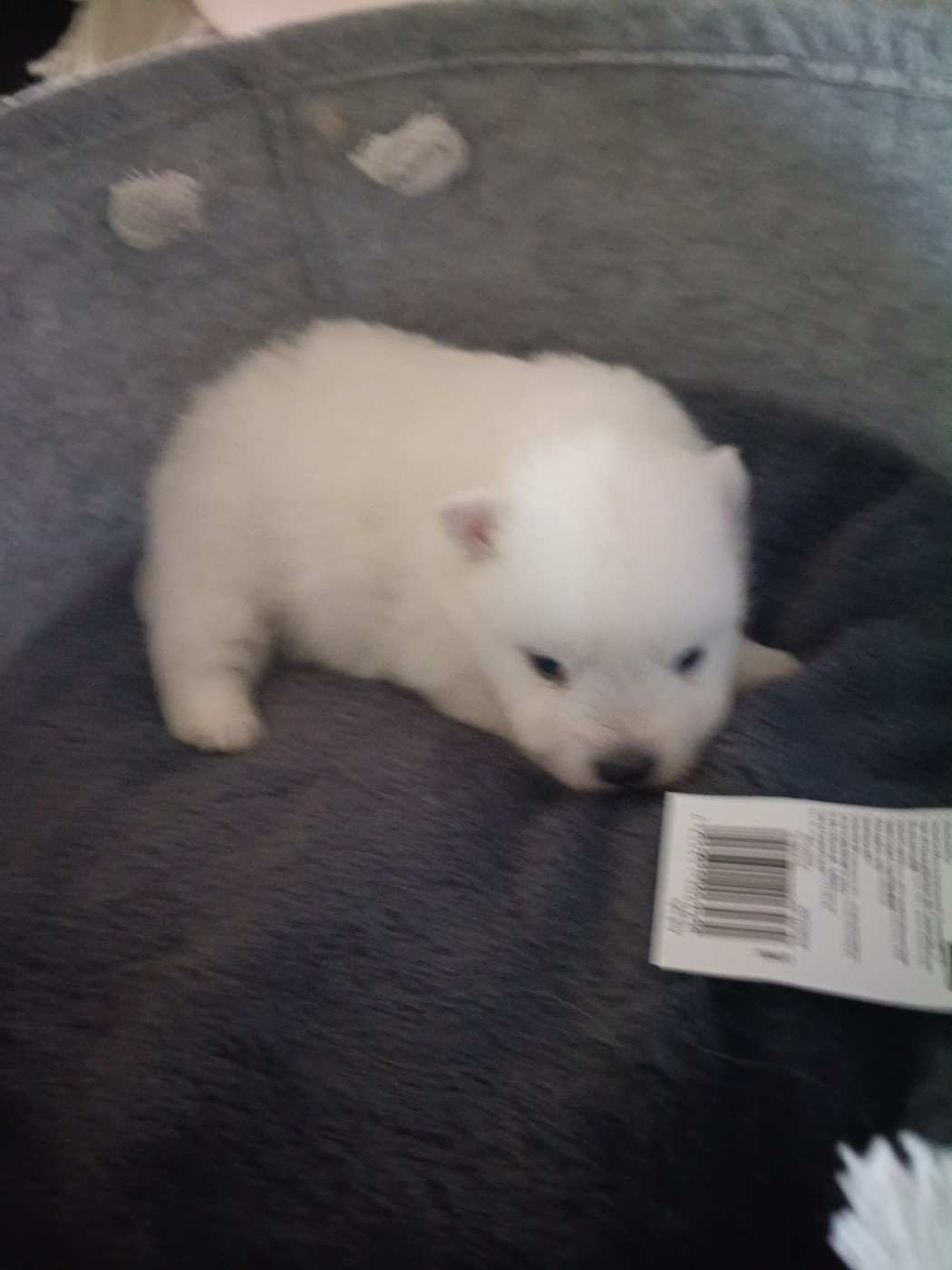 Of Fantasia Lover Land - Chiots disponibles - Spitz japonais