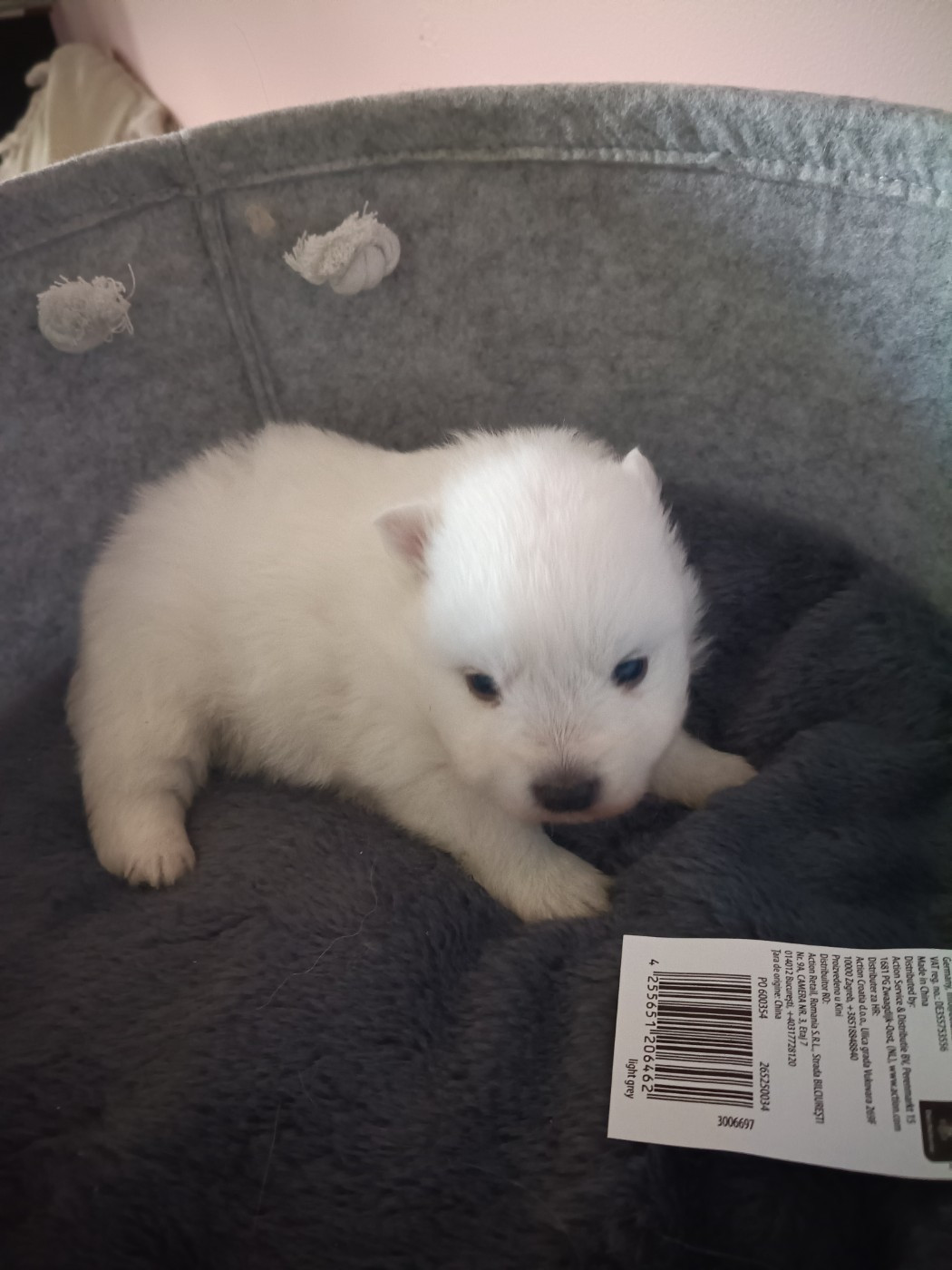 Of Fantasia Lover Land - Chiots disponibles - Spitz japonais