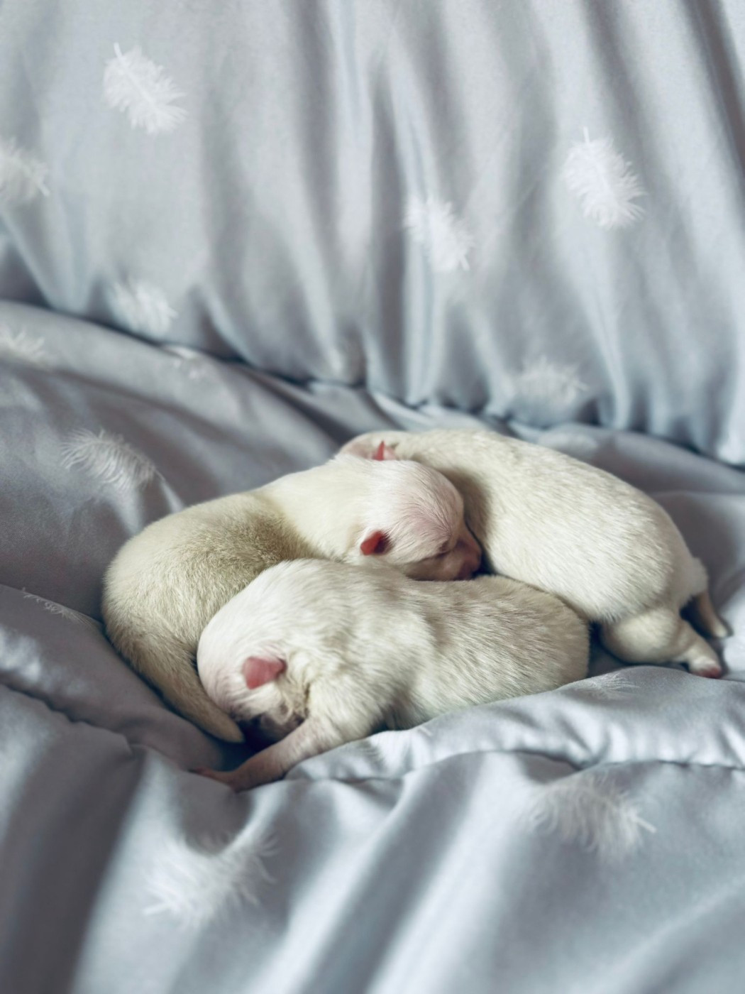 Of Fantasia Lover Land - Chiots disponibles - Spitz japonais