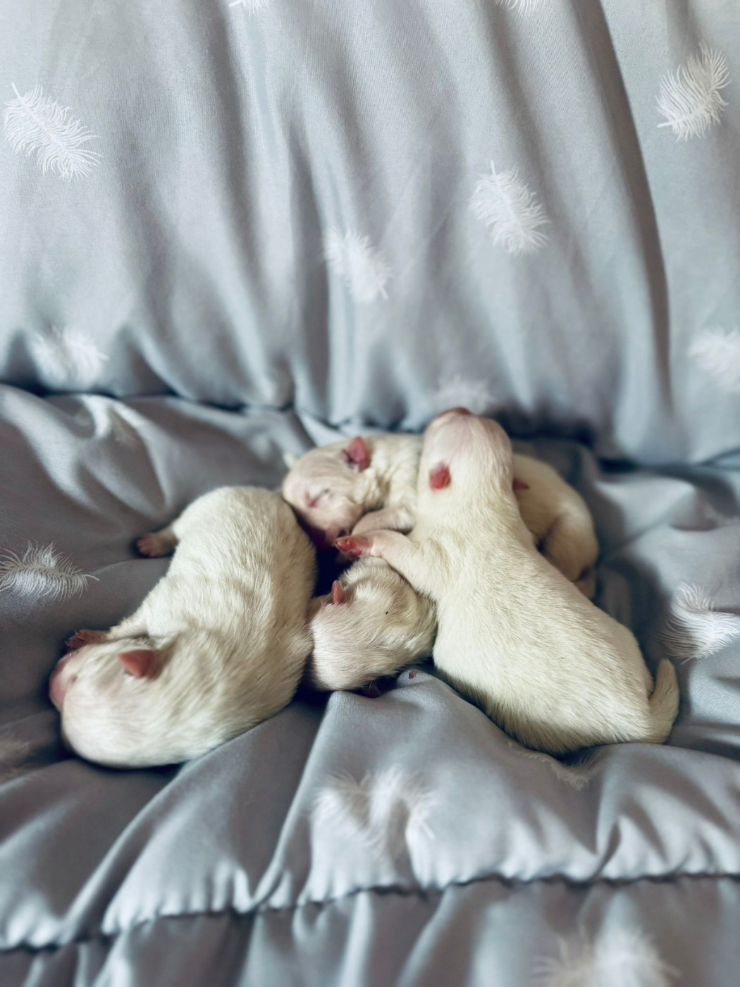 Of Fantasia Lover Land - Chiots disponibles - Spitz japonais