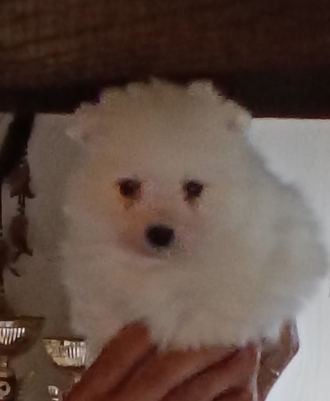 Of Fantasia Lover Land - Chiots disponibles - Spitz japonais