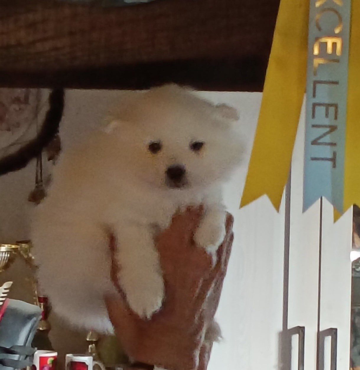 Of Fantasia Lover Land - Chiots disponibles - Spitz japonais