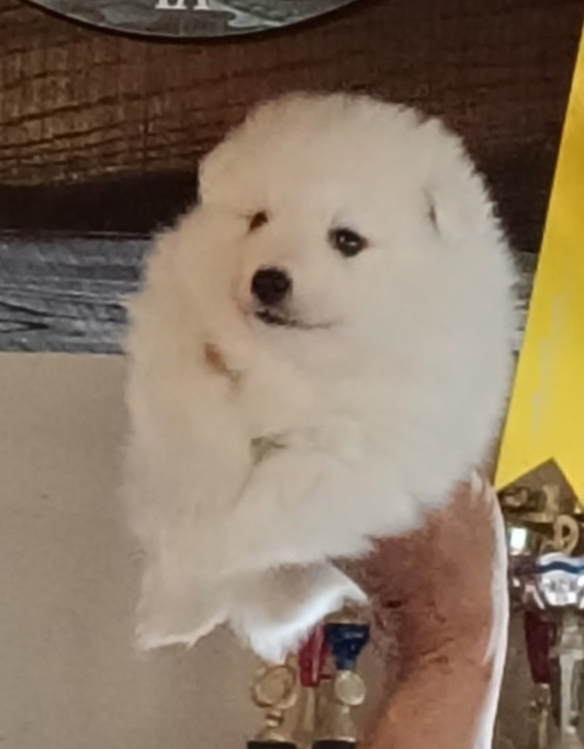 Of Fantasia Lover Land - Chiots disponibles - Spitz japonais