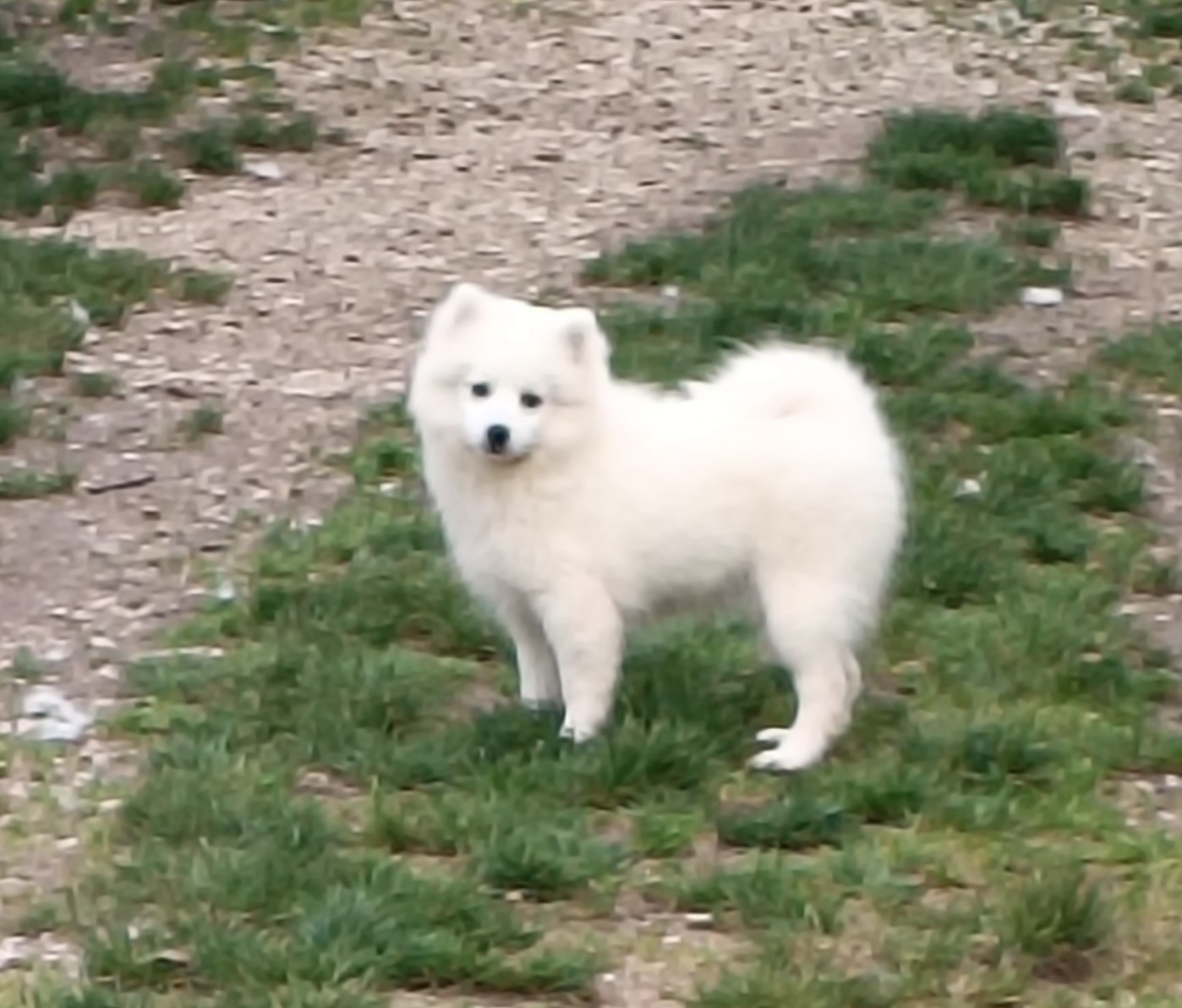 Of Fantasia Lover Land - Chiots disponibles - Spitz japonais