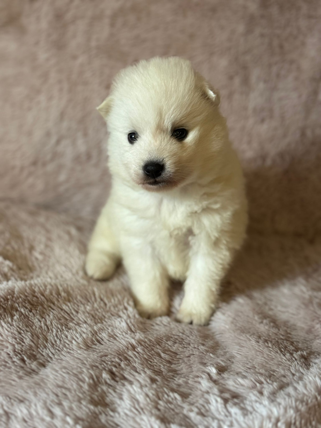 Of Fantasia Lover Land - Chiots disponibles - Spitz japonais
