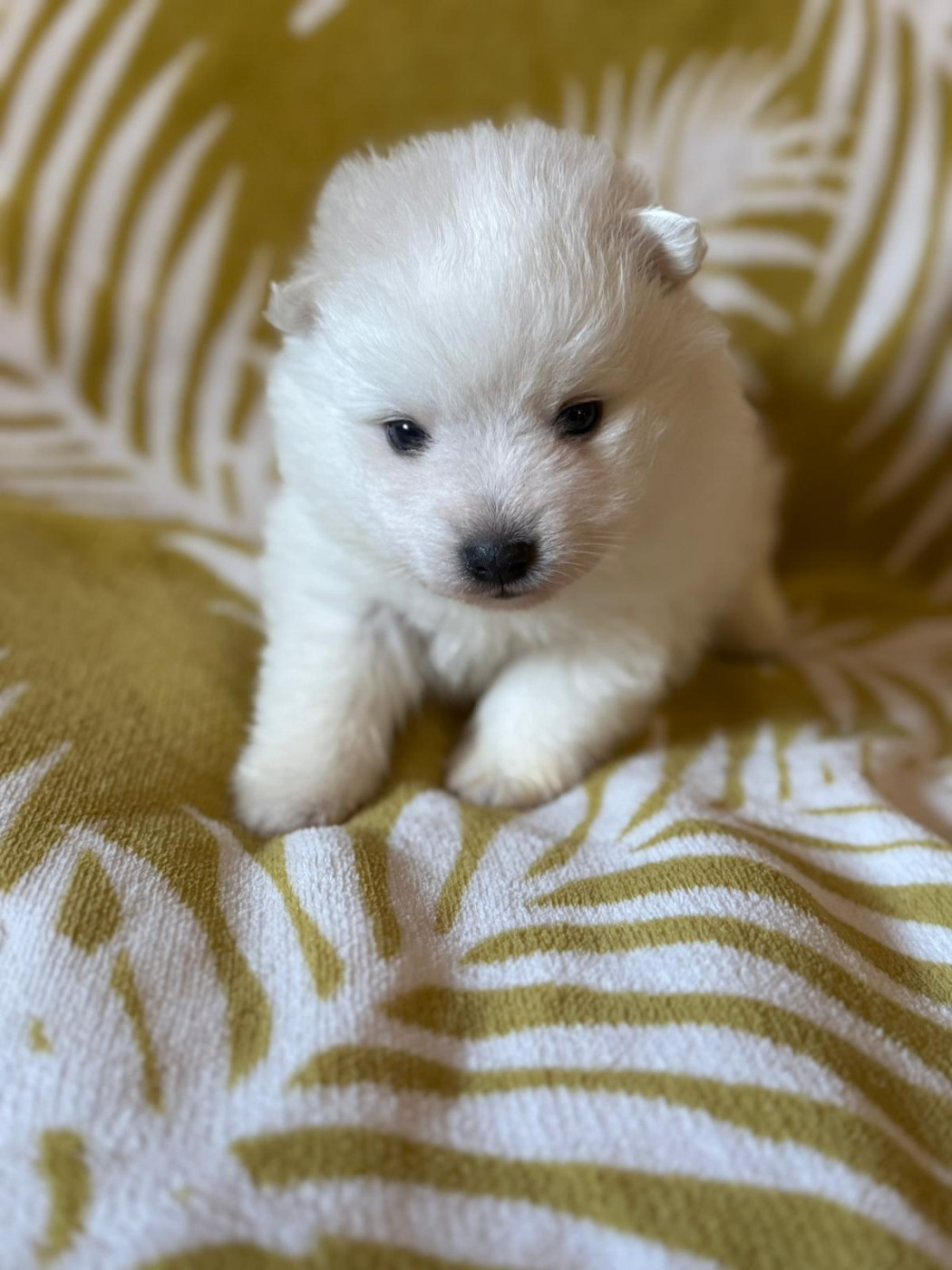 Of Fantasia Lover Land - Chiots disponibles - Spitz japonais