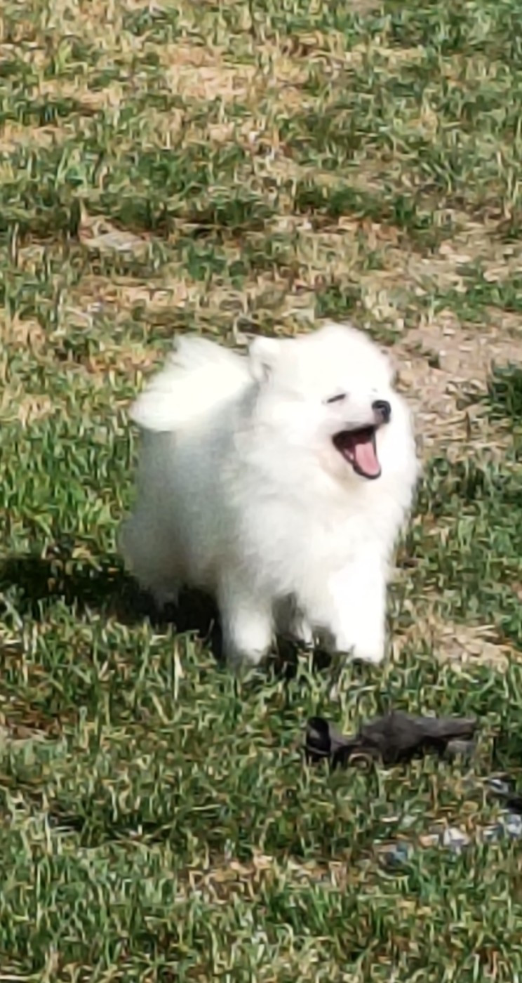 Of Fantasia Lover Land - Chiots disponibles - Spitz japonais