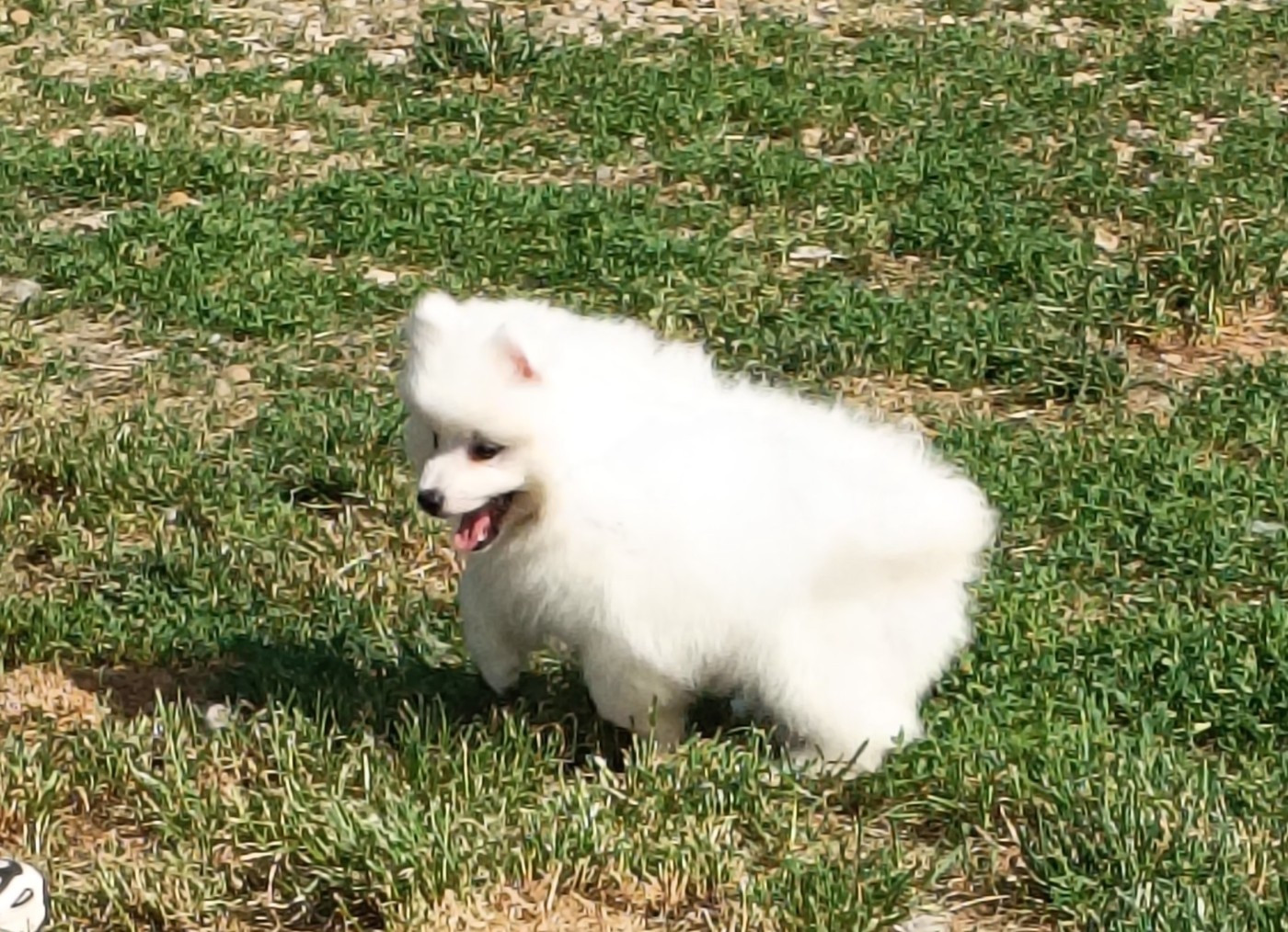 Of Fantasia Lover Land - Chiots disponibles - Spitz japonais