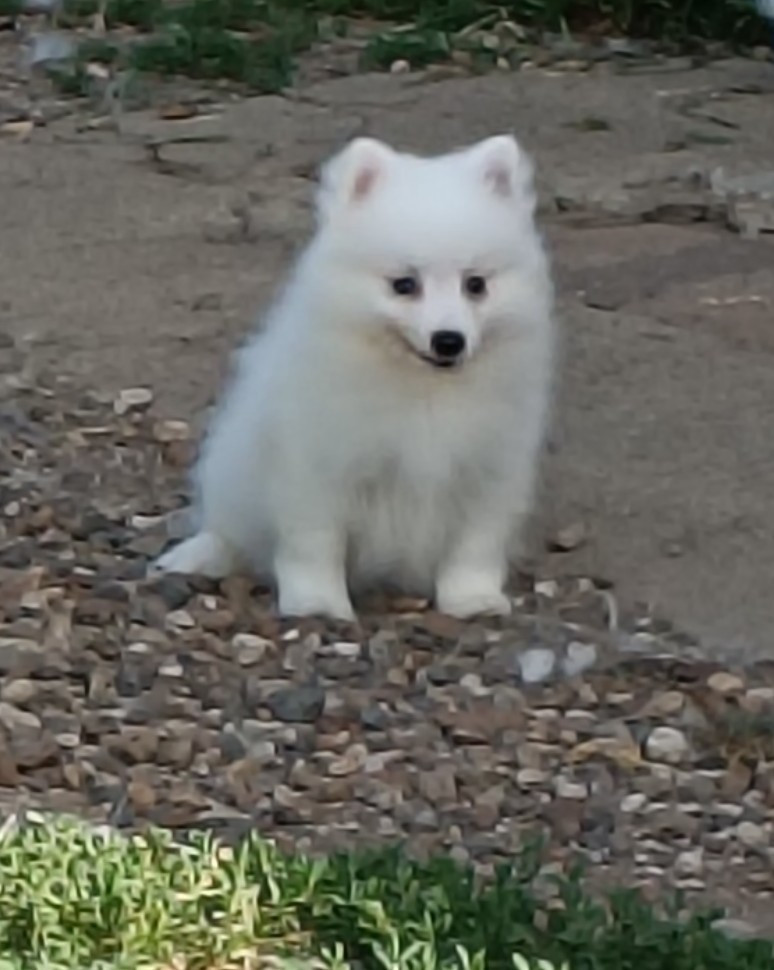 Of Fantasia Lover Land - Chiots disponibles - Spitz japonais