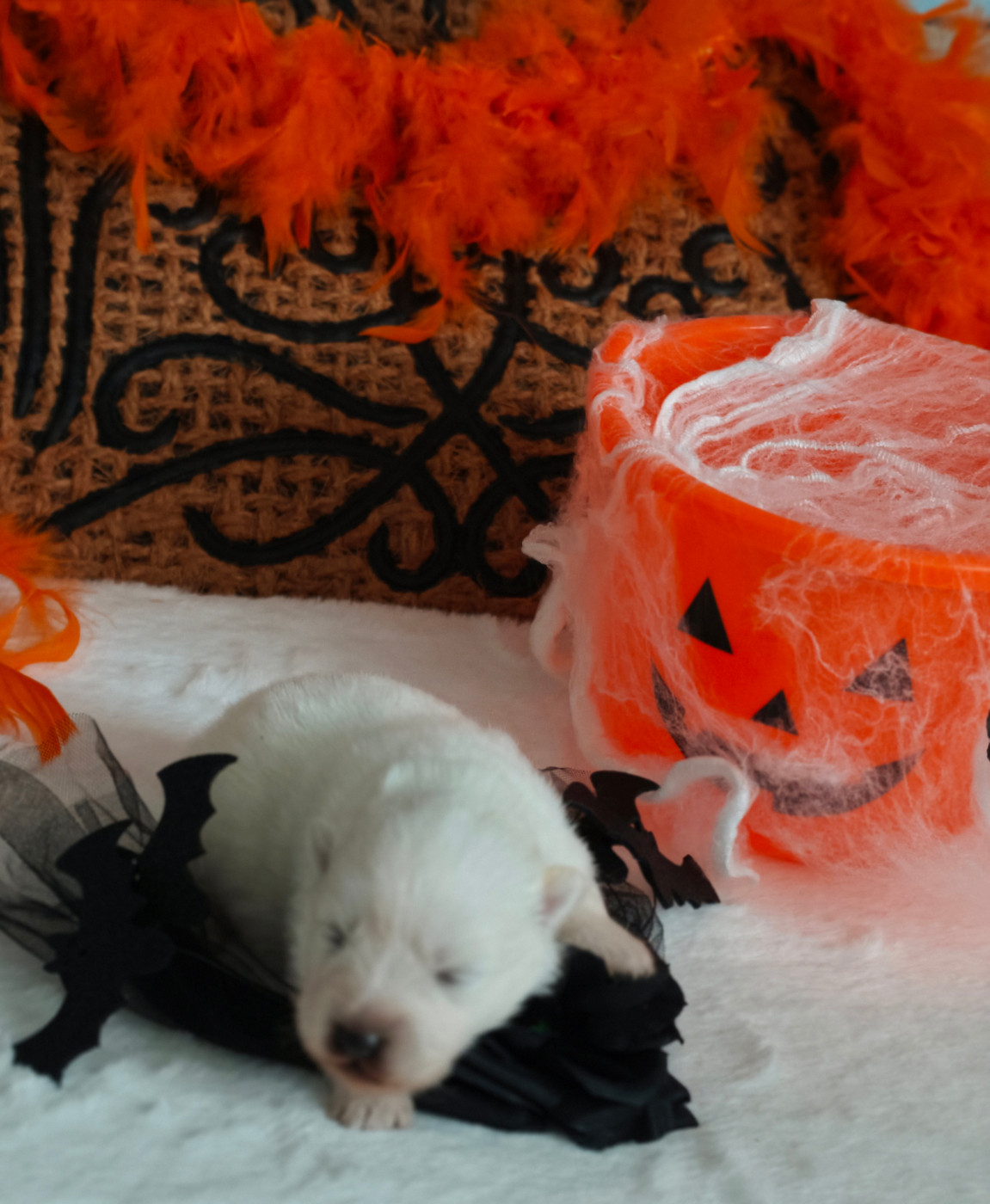 Of Fantasia Lover Land - Chiots disponibles - Spitz japonais
