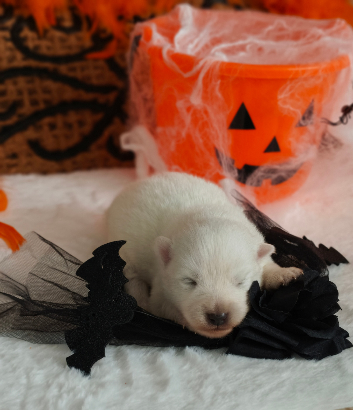 Of Fantasia Lover Land - Chiots disponibles - Spitz japonais
