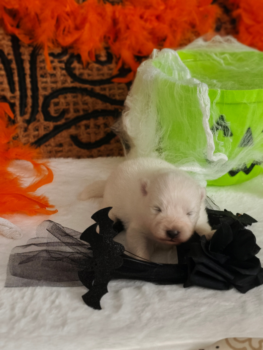 Of Fantasia Lover Land - Chiots disponibles - Spitz japonais