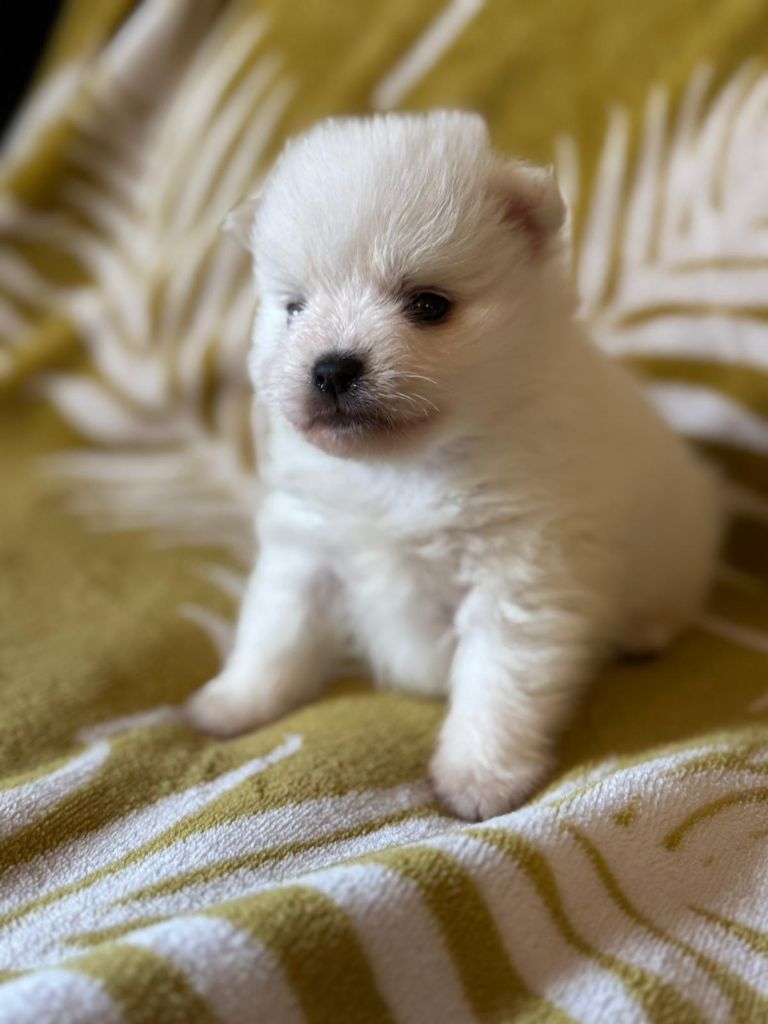 Of Fantasia Lover Land - Chiots disponibles - Spitz japonais