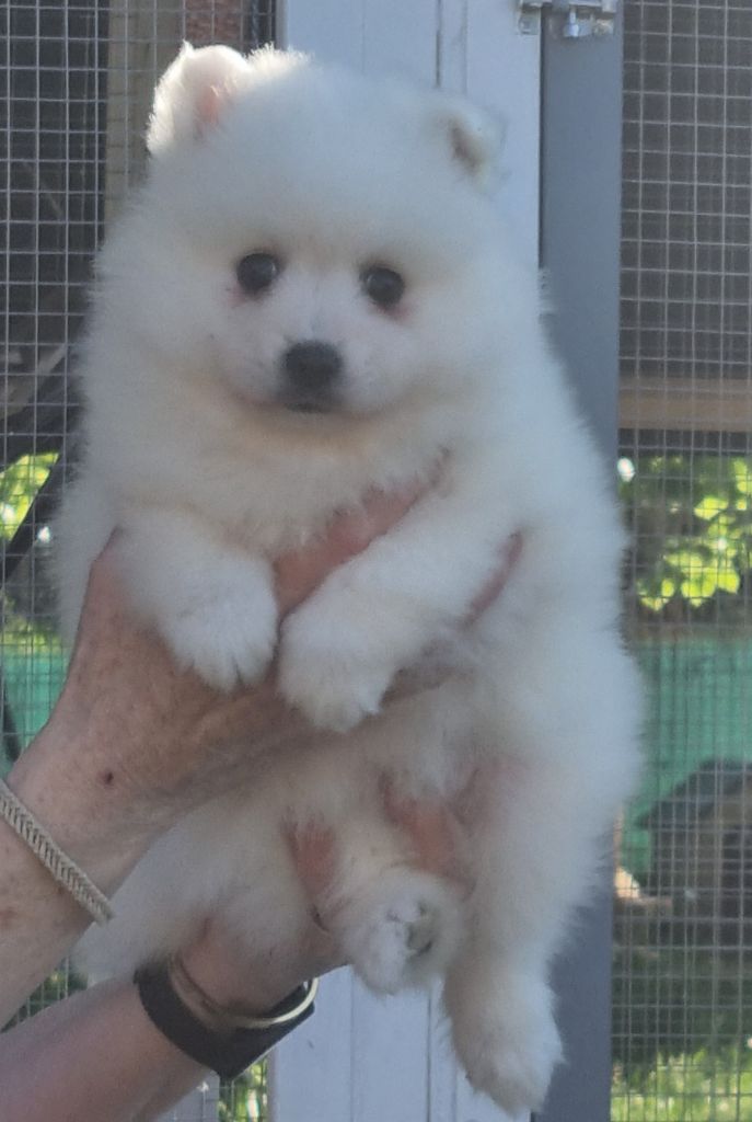Of Fantasia Lover Land - Chiots disponibles - Spitz japonais