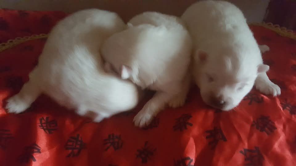 Of Fantasia Lover Land - Chiots disponibles - Spitz japonais