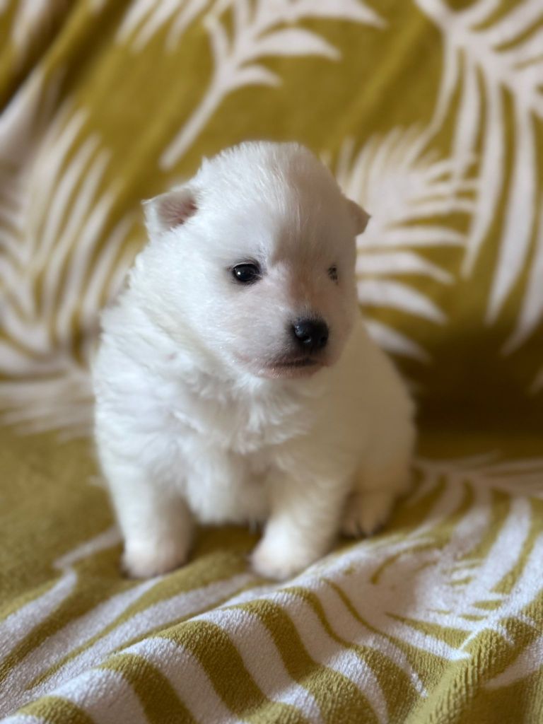 Of Fantasia Lover Land - Chiots disponibles - Spitz japonais