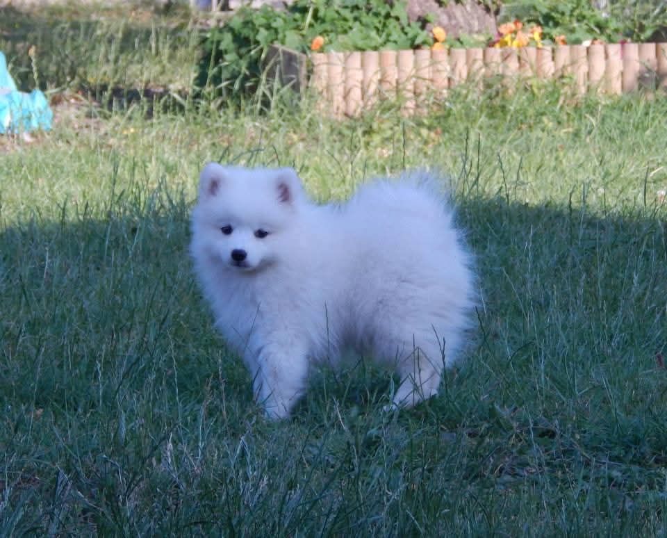 Of Fantasia Lover Land - Chiots disponibles - Spitz japonais