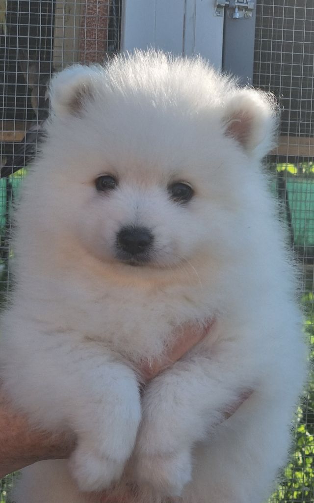 Of Fantasia Lover Land - Chiots disponibles - Spitz japonais