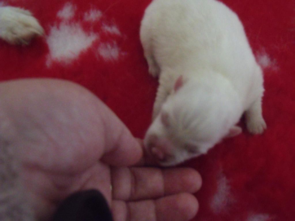 Of Fantasia Lover Land - Chiots disponibles - Spitz japonais