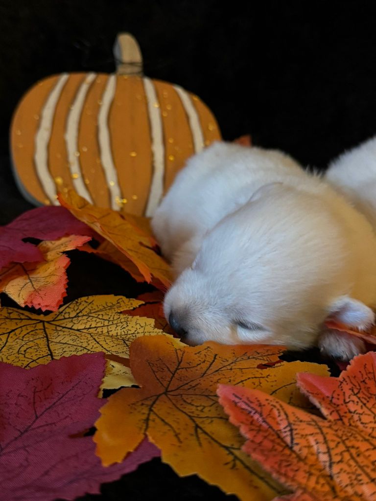 Of Fantasia Lover Land - Chiots disponibles - Spitz japonais