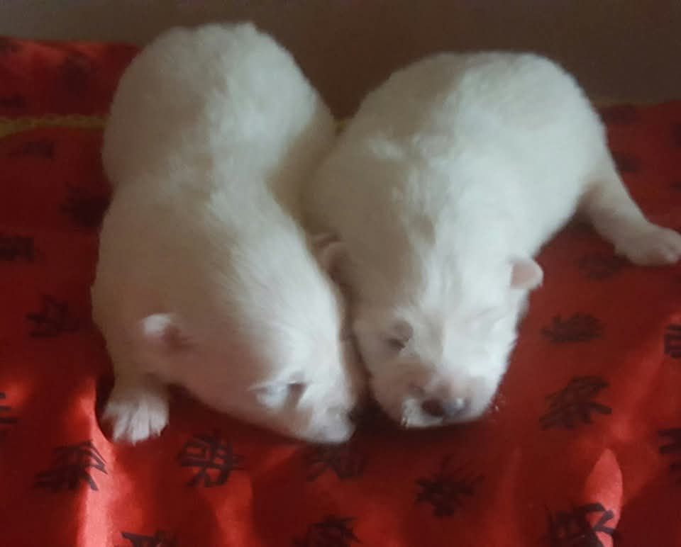 Of Fantasia Lover Land - Chiots disponibles - Spitz japonais