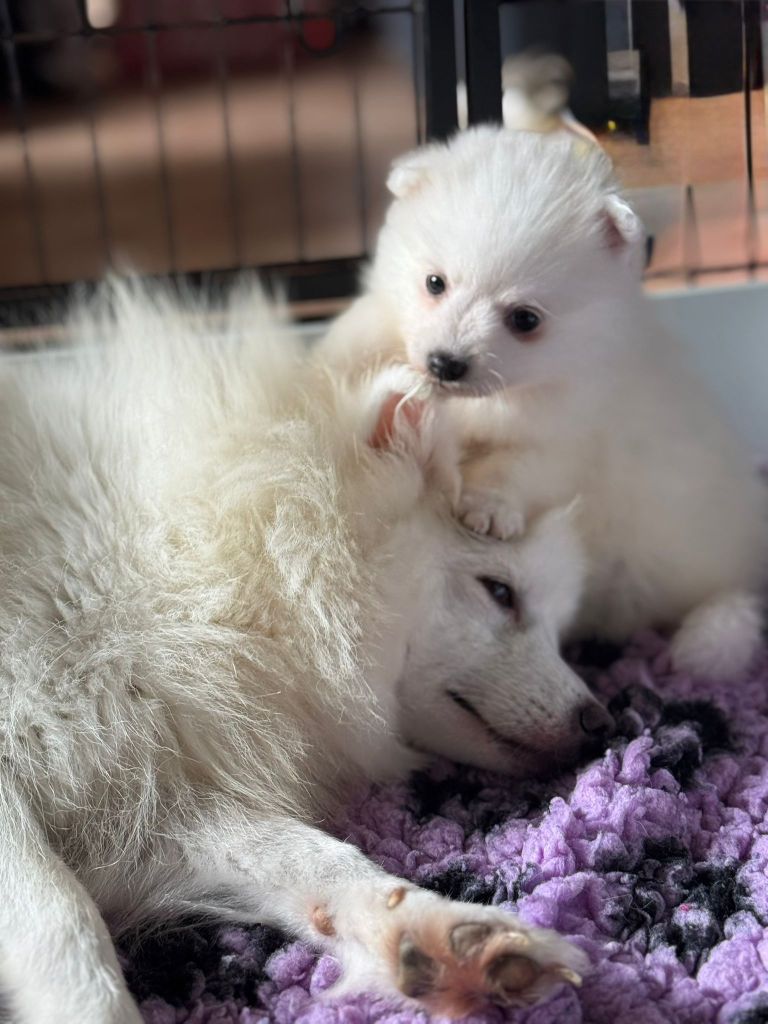 Chiot Spitz japonais Of Fantasia Lover Land