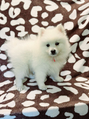 VULTHURYOL ESMMEE CULLEN 