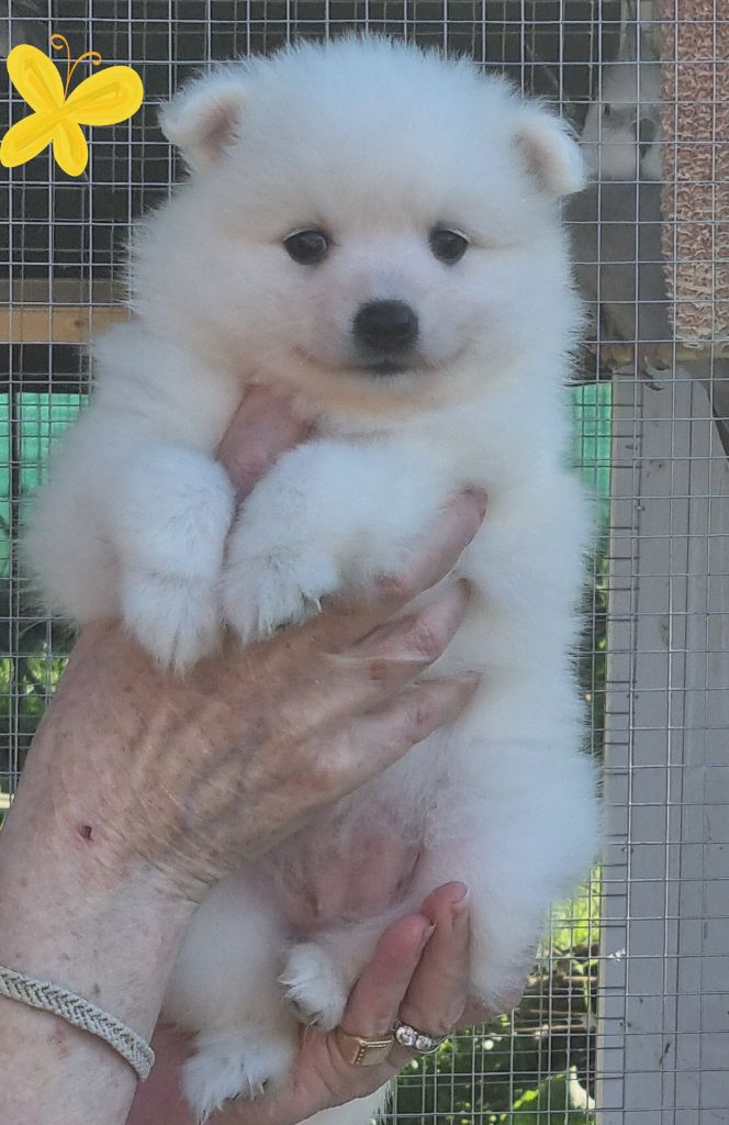 Of Fantasia Lover Land - Chiots disponibles - Spitz japonais