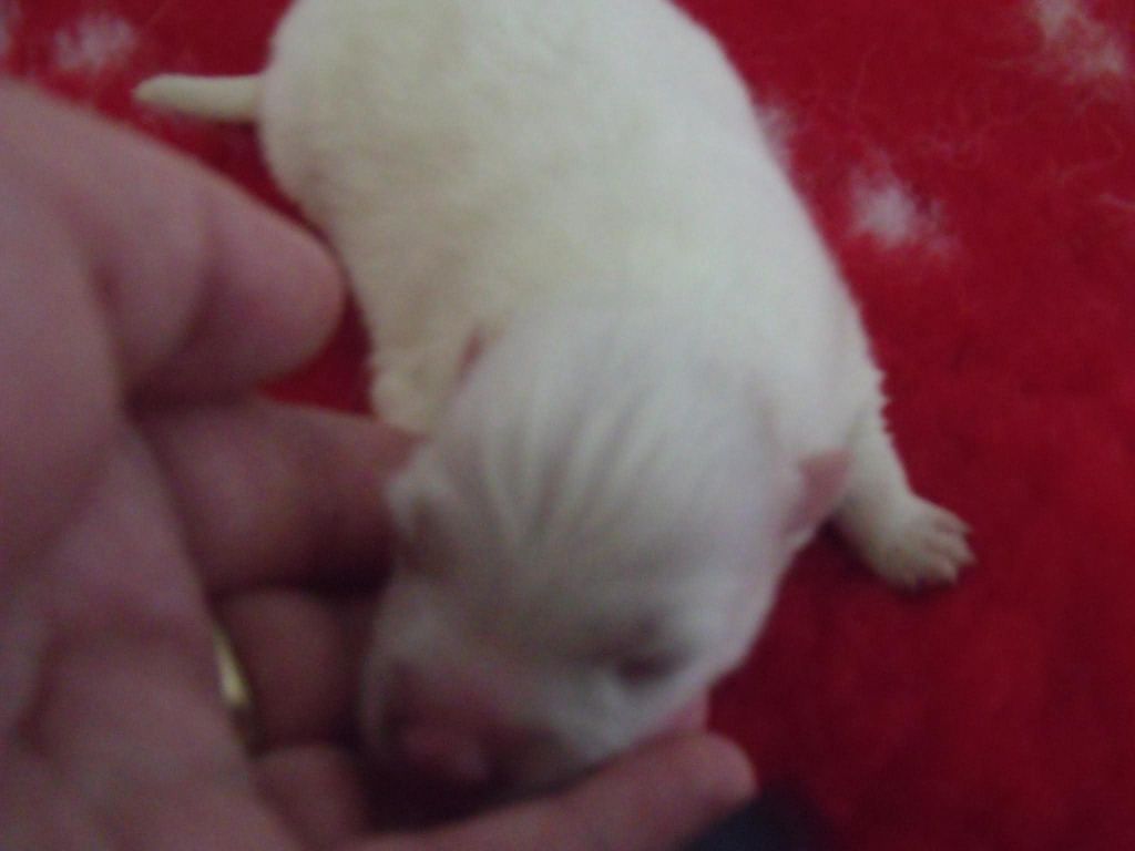 Of Fantasia Lover Land - Chiots disponibles - Spitz japonais