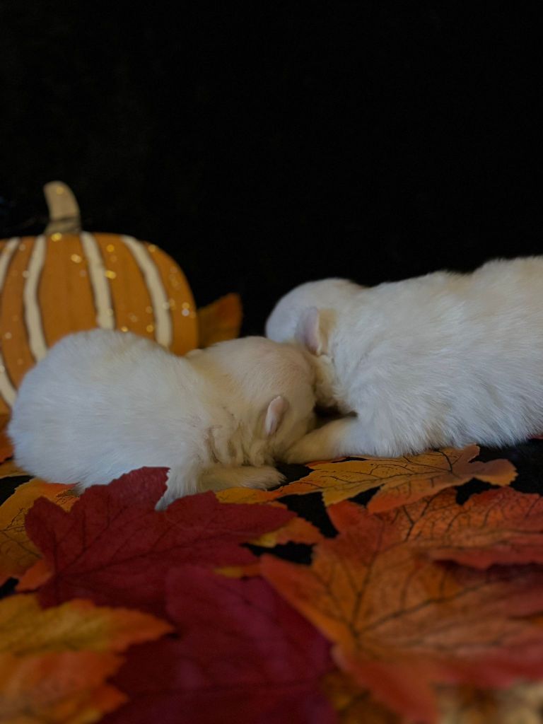 Of Fantasia Lover Land - Chiots disponibles - Spitz japonais