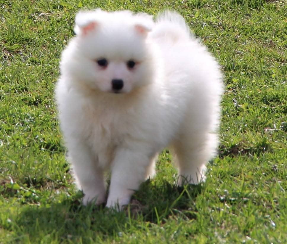 Of Fantasia Lover Land - Chiots disponibles - Spitz japonais