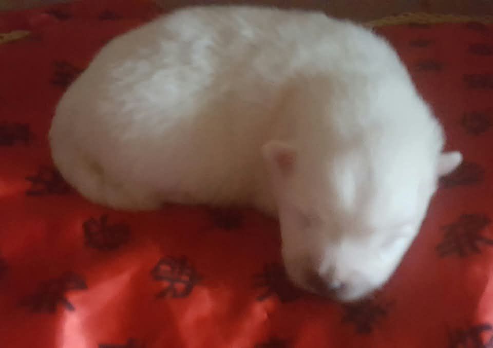 Of Fantasia Lover Land - Chiots disponibles - Spitz japonais