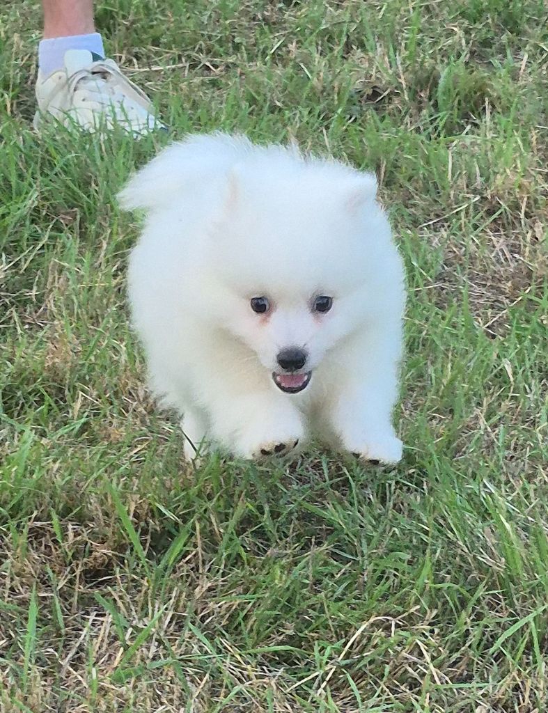Of Fantasia Lover Land - Chiots disponibles - Spitz japonais