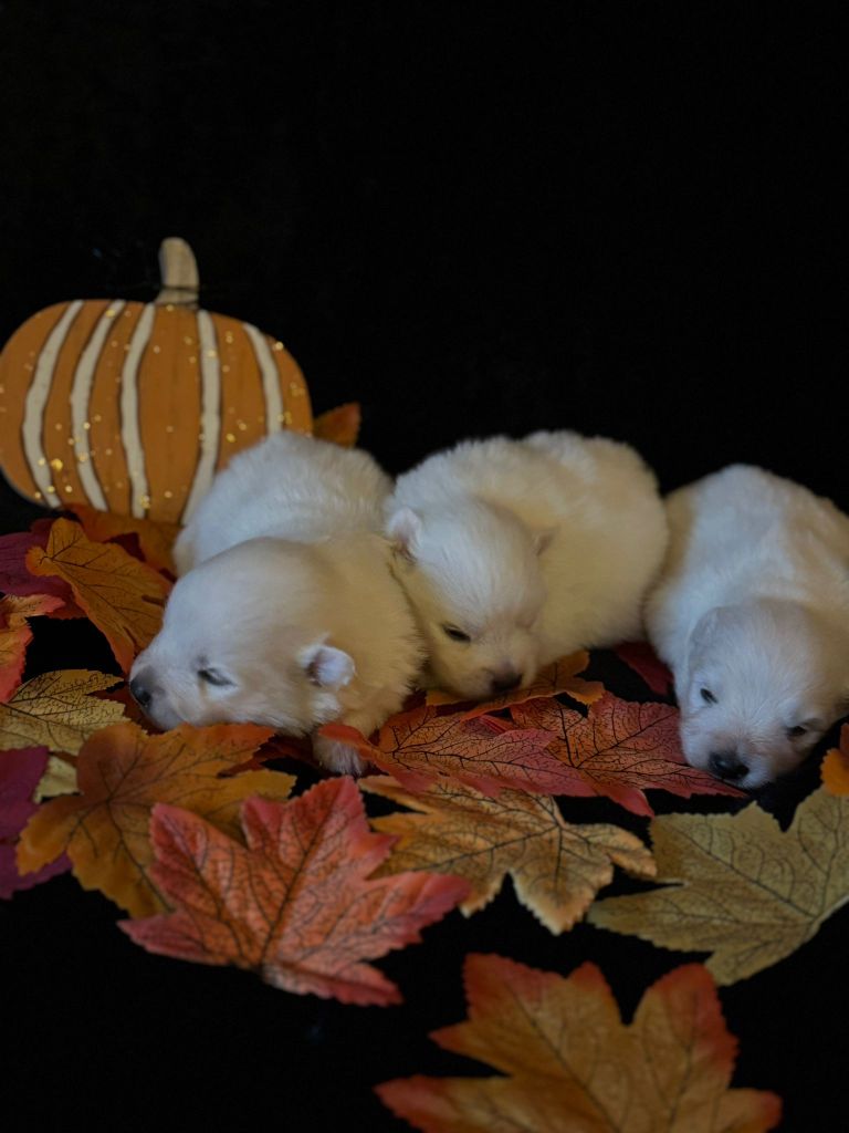 Of Fantasia Lover Land - Chiots disponibles - Spitz japonais