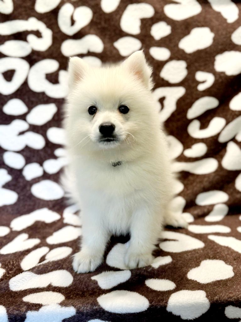 Chiot Spitz japonais Of Fantasia Lover Land