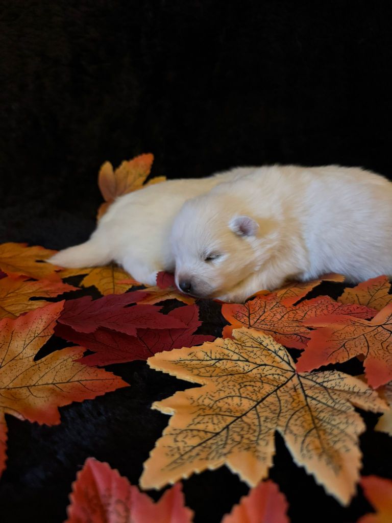 Of Fantasia Lover Land - Chiots disponibles - Spitz japonais