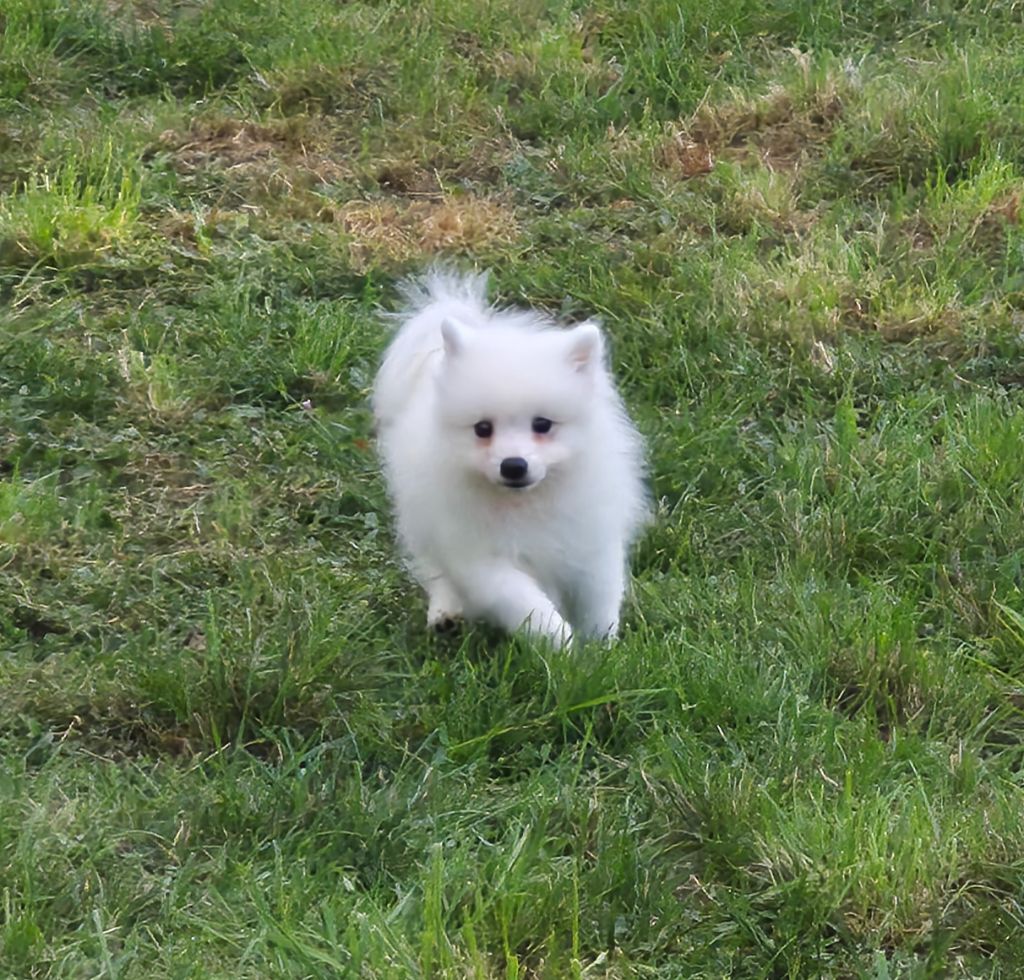 Of Fantasia Lover Land - Chiots disponibles - Spitz japonais