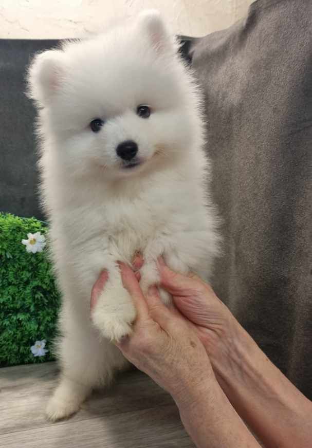 Of Fantasia Lover Land - Chiots disponibles - Spitz japonais